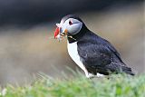 Atlantic Puffinborder=